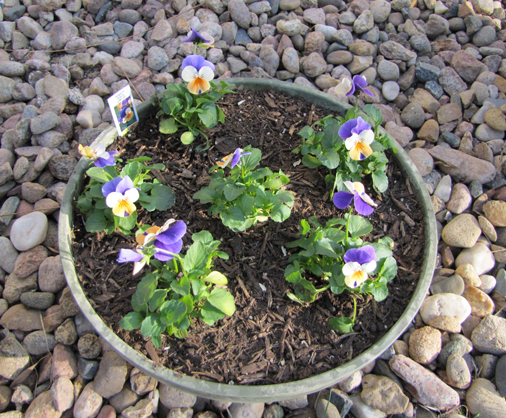 Violas